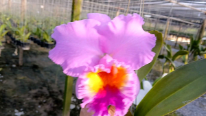 นิค 44 กล้วยไม้ ผ่าแบ่งลำ รับประกันสายพันธุ์