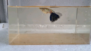 Snake skin blue tail
