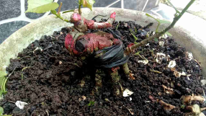 Bahan bonsai waru india