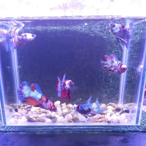 Betta Plakat Multicolour