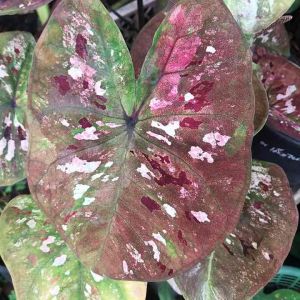 ราคาถูกใบสวย เม็ดชัดต้นแข็งแรงเลี้ยงง่ายธาตุบางแก้ว บอนสี