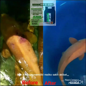 Pakan kesehatan ikan koi Hi magg mediherb 1 kg