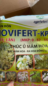 Phân bón nhập khẩu MKP 52-34 thúc ủ mầm hoa bật mầm hoa ra hoa đồng loạt kích hoa trái vụ goi 100gr