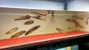 CHANA MARULIOIDES/YS PELET PAKAN