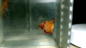 Female Solid Yellow Vanda Halfmoon Plakat HMPK Betta Fish / Ikan Laga/ 斗鱼 (Not random fish）14