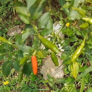 jual cabe rawit segar atau cengek kampung 250 grm