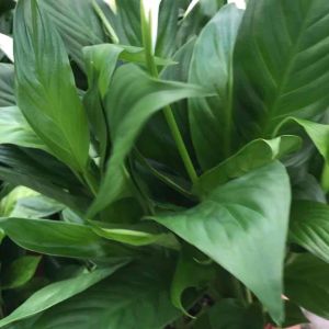 ต้นกวักทรัพย์ ต้นเดหลีใบมัน ต้นเดหลี เดหลีใบมัน เดหลี หรือ กวักมงคล