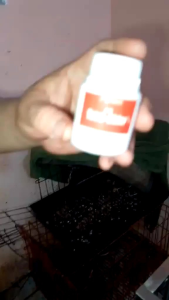 Tetra Chlor For Anti Infective Sipon Pisik Halak Fowl Cholera For Gamefowl Chicken Manok