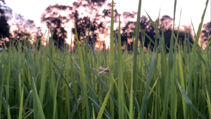 ข้าวไรซ์เบอรี่ ออร์แกนิก