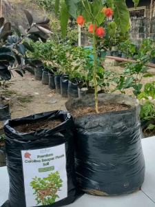 Carolina Reaper Plant Potting Soil / Highly Recommended soil for Chili Plants / Premium Potting Mix