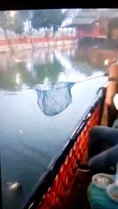 Essen ikan mas patin dan bawal