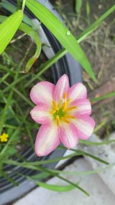 V.หัวดอกบัวดิน Ma220 หัวละ 15 บาท