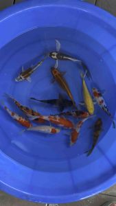 Japan bloodline super top selection 5”-6.5” local bred 13pcs GOOD FORTUNE COMBO RM1788 + shipping RM60