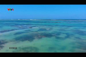 Fucoidan Tảo Nâu Okinawa Tăng Cường Đề Kháng Hạn Chế Oxi Hóa Nâng Cao Sức Khỏe Hỗ Trợ Người Bệnh Ung Thư Genki Fami Nhật Bản