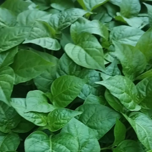 BENIH CABE RAWIT MERAH ORI 212 PAKET HEMAT 20 BATANG