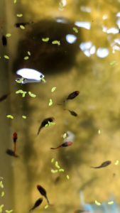 GUPPY KOI PLANTINUN SHORT BODY PAIR