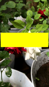 POC TANAMAN BUAH DAN SAYURAN