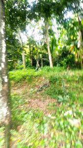 PULUT BURUNG 30 GERAM ( 1LUSIN 12 WADAH)