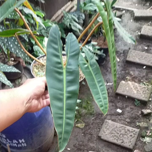 Tanaman Hias Philodendron Billietiae ORIGINAL - Philo Kabel Busi
