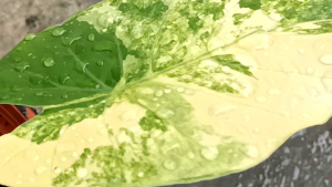 Keladi Alocasia Gageana Aurea (Rare Plant)