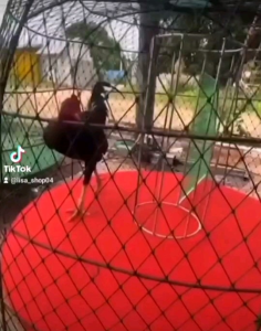 จานวิ่งไก่ไฟฟ้า มีมอเตอร์ ปรับความเร็วรอบได้ ราคาถูก