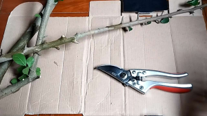 Kéo cắt cành 20cm thép SK5 (kèm lò xô và ốc trục dự phòng)