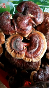 Nấm lim xanh hàng rừng loại 1 khô cong  thơm  vụ mới