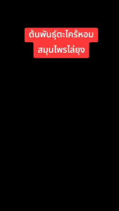 ต้นพันธุ์ตะไคร้หอม 10 ต้น สมุนไพรไล่ยุง