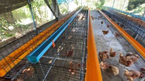 รางน้ำกรงไก่ไข่ยาว1.2เมตร ไม่มีฝาปิด