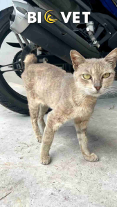 Biovet kibbles 500gram/2.5kg Makanan kucing premium