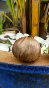 BAWANG TUNGGAL HITAM BLACK GARLIC 500gram