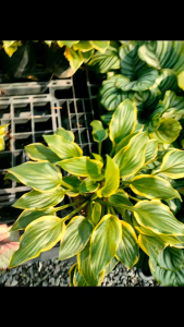 ฮอสต้า (Hosta) ชื่ออื่นๆ : hostas plantain lilies (บริเตน) giboshi (ญี่ปุ่น) วงศ์ : Asparagaceae ฮอสต้า มีถิ่นกำเนิดในภูมิภาคเอเซียตะวันออกเฉียงเหนือ (เช่น ญี่ปุ่น เกาหลี และรัสเซีย) Hosta เป็นพืชประดับสวยงาม และกินหน่ออ่อนได้ ฮอสต้ามีหลายสายพันธุ์ รา