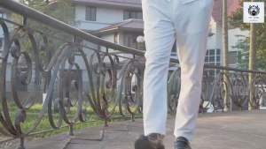 Quần đũi dài nam ống SuôngQuần đũi cạp có khuy có chun cao cấp