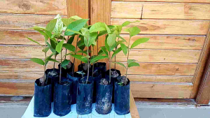 ต้นยางนา ราดเชื้อเห็ดระโงก ชุด 20 ถุง ราคาสุดคุ้มเพียง 180 บาท