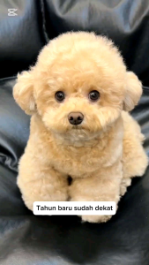 Littlepawty - Long Life Collar | Kalung Keberuntungan Kucing Anjing Lucky Kalung Tali Merah Pet Collar Dog Cat