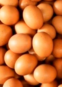 STRONG EGG 100 Gr Medion Vitamin Peningkat berat Telur Peningkat Produksi Telur