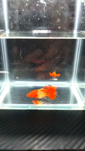 （孔雀鱼） 🇻🇳越南🇻🇳红锦鲤缎带 1套4只 1对普通 1对缎带 (Guppy) 🇻🇳Vietnam🇻🇳Red Koi Ribbon 1 set of 4 pieces 1 pair ordinary 1 pair ribbons