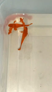 (孔雀鱼)满背红红耳 1对 (Guppy) Full back red ears 1 pair