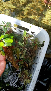 bucephalandra palpet tanaman aquscape per rizon yah kaka