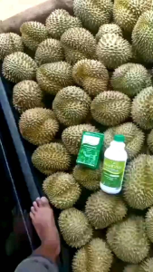 Royal Jasmine Flower Tea Set (1 Set World Plant) with Essence of World Plant Herbs and Organic Matcha Whisk