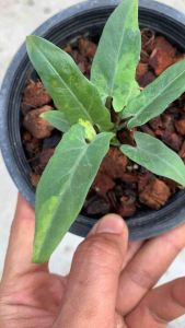 6 ไม้หน่อ นาคราชด (ต้นจริงในรูป) - ไตรคัลเลอร์ 3 สี, ด่างเสตียร 10 ใบ รากเดินดี