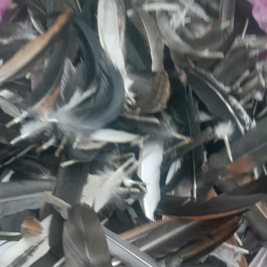 Sulam Bulu Sayap Jago Isi 50 (Bangkok)