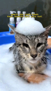 Shampo Kucing Dan Anjing 1 Liter Anti Kutu Anti Rontok Anti Minyak Dan Anti Bakteri Basmi Kutu 100% Bulu Halus Berkilau Proteksi Kesehatan Kulit Dan Mencerahkan Warna Bulu