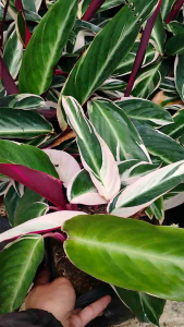 Calathea Multicolor / 多彩竹芋 / Meranti Bali / रंगीन कैलाथिया (Singapore: Calathea Multicolor) – Colorful Leaves Air Purif