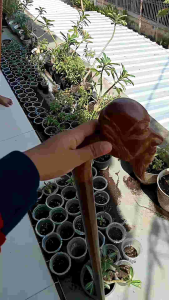 Tongkat Jalan Kayu Kelor Emas Ukir Pak Jenggot