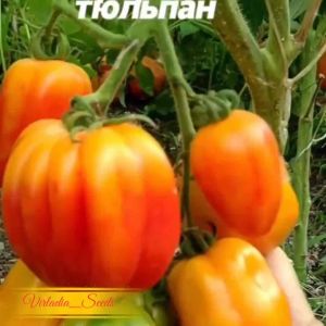 [Virladia Seeds] Biji Benih tanaman Tomat California Tulip