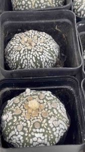 Astrophytum Super Kabuo 白雪花超兜