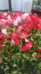 Bunga 7 rupa Bunga ziarah kubur fress dan wangi bli 1 dapat gratis 1 botol air mawar