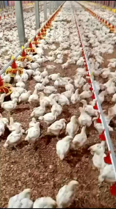 Vitamin Ayam Gendut & Jamu Ayam Broiler