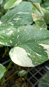 ด่างเลือกต้นได้  ต้นมอนสเตอร่าไทคอน  Monstera Thaicon กระถาง 3 นิ้ว